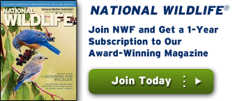 Join and get a 1 year subscription for National Wildlife Magazine